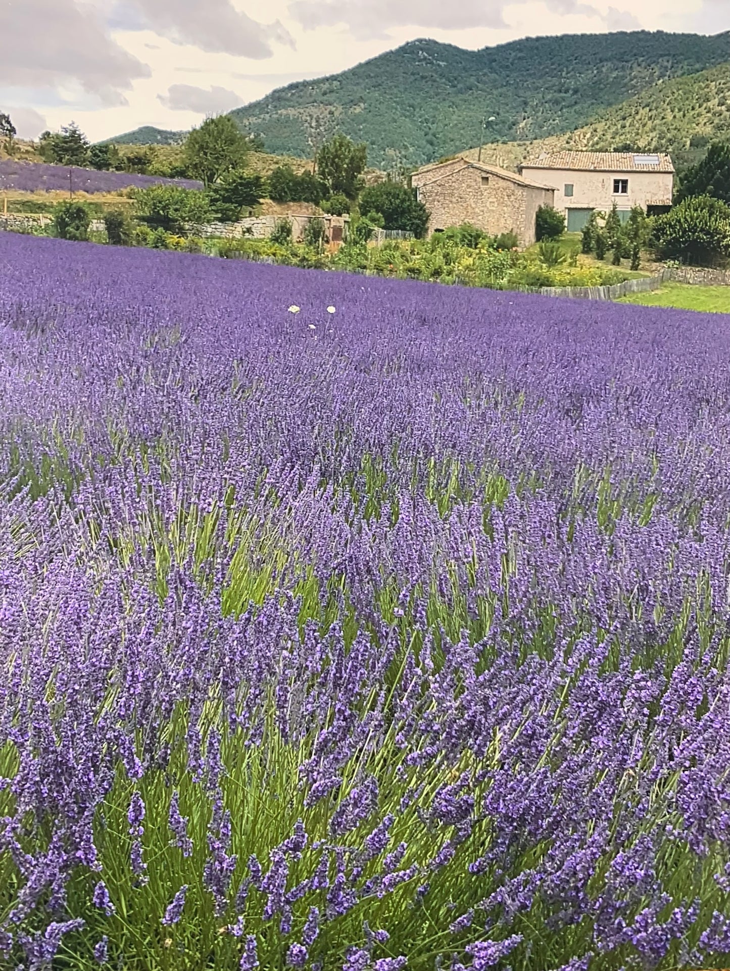 Lavandin - Lot de 10 Sachets Cœur - Toile de Jute - 10 g par sachet - Marron et Blanc