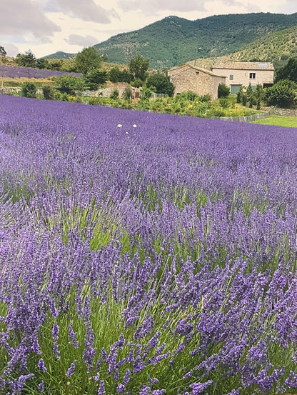 Lavandin - Lot de 10 Sachets Cœur - Toile de Jute - 10 g par sachet - Marron et Blanc