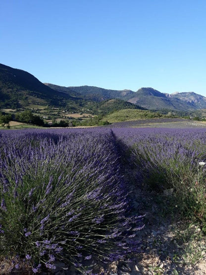 Lavandin Grosso en Vrac 500g - Récolte 2025 de Papi Martial - Parfum Intense Anti-Mites