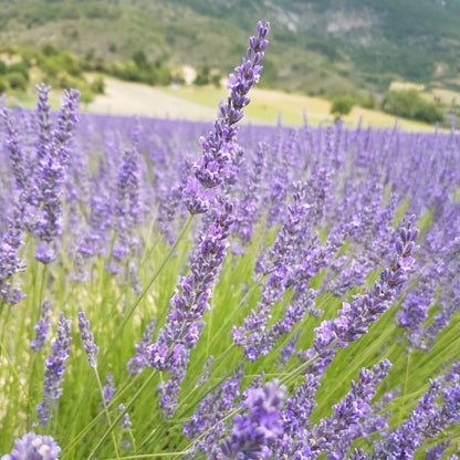 Lot de 5 Sachets de Lavandin Séché de Provence en Organza – Anti-Mites Naturel